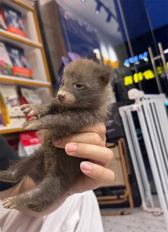 แรคคูนด็อก