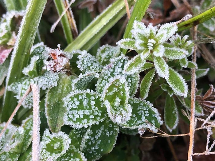 แม่คะนิ้ง