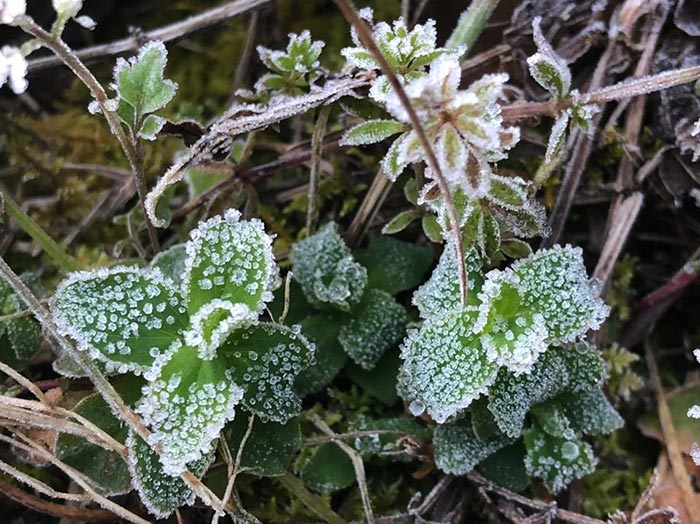 แม่คะนิ้ง