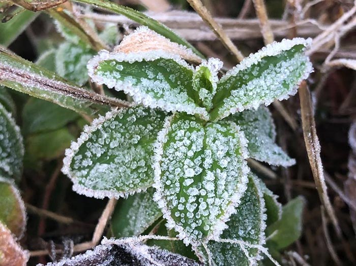 แม่คะนิ้ง