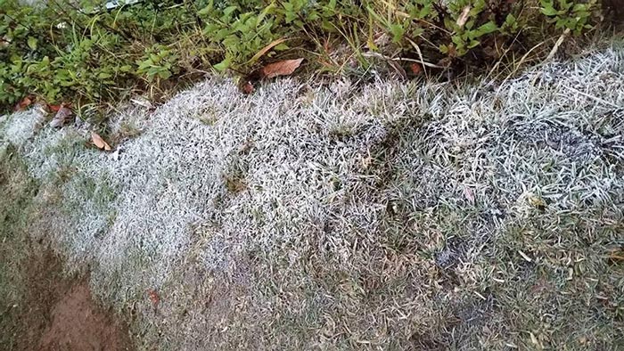 แม่คะนิ้ง