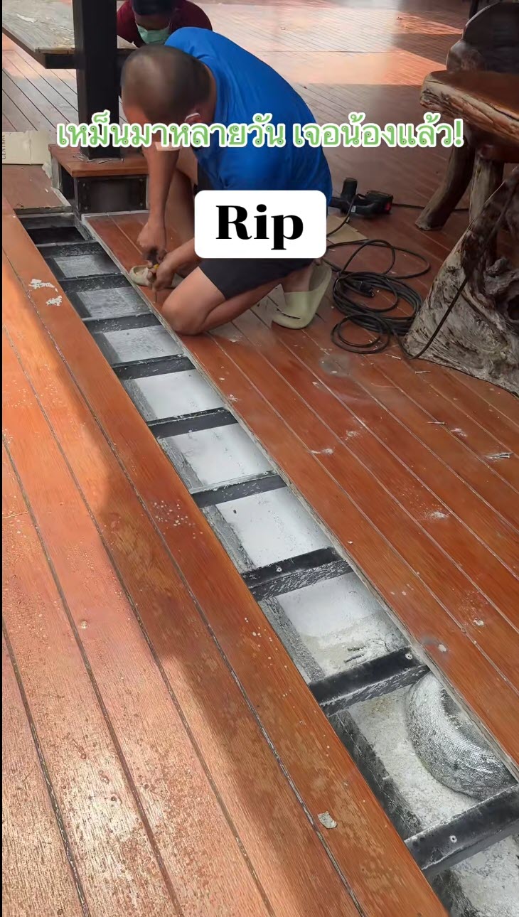 ตัวเงินตัวทองขนาดใหญ่นอนตายใต้พื้นบ้าน