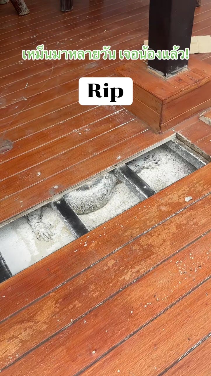 ตัวเงินตัวทองขนาดใหญ่นอนตายใต้พื้นบ้าน