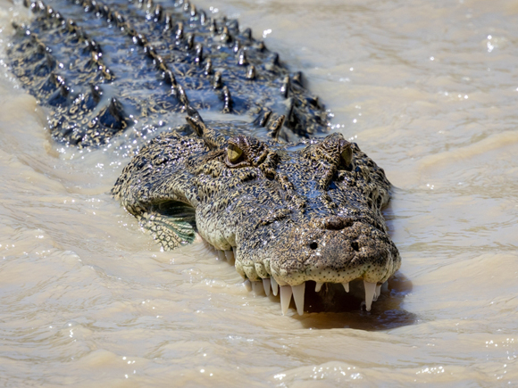 เด็ก 10 ขวบ ถูกจระเข้ลากลงน้ำ รอดหวุดหวิด