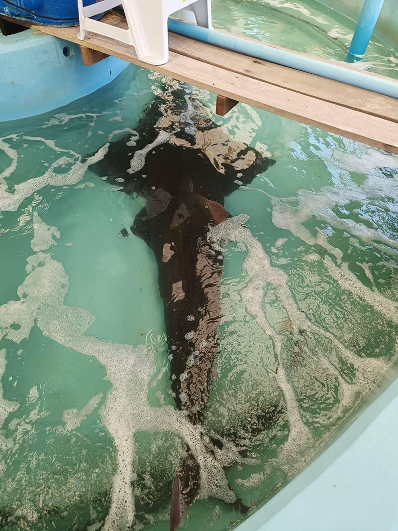 ปลาโรนัน