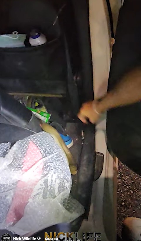 งูเห่าหลุดในรถ