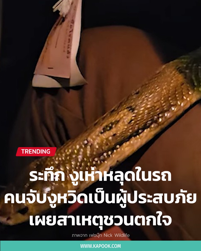 งูเห่าหลุดในรถ