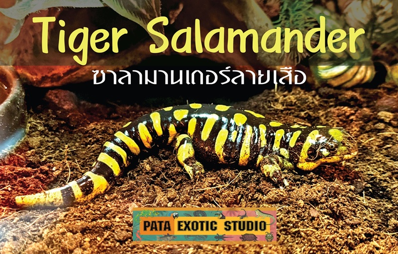 ผัวเมียขโมยสัตว์จากสวนสัตว์พาต้า