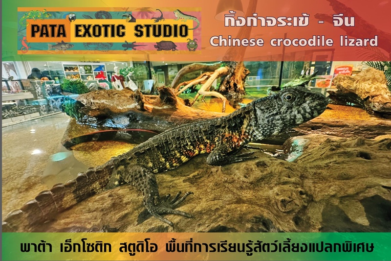 ผัวเมียขโมยสัตว์จากสวนสัตว์พาต้า