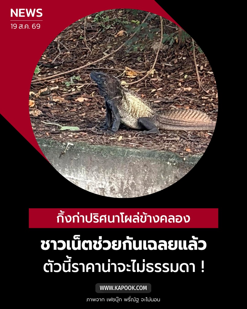 เซลฟินดราก้อน