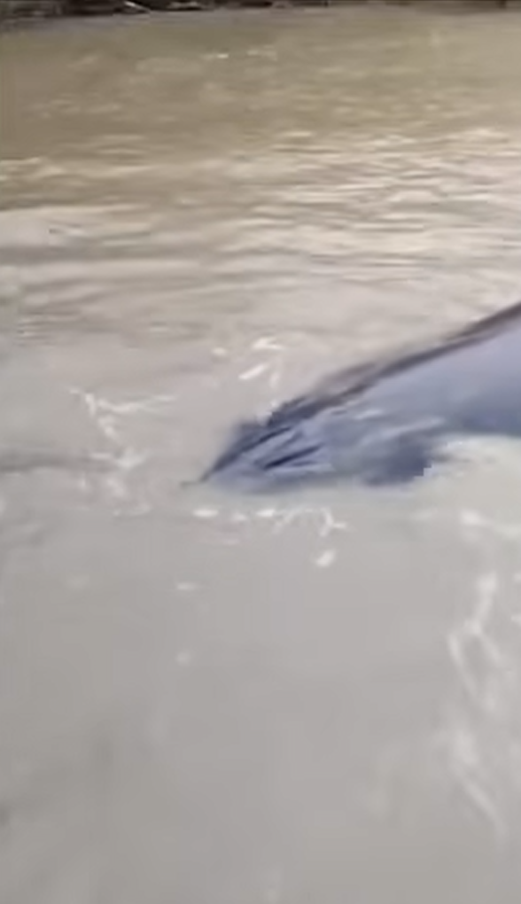 วาฬยักษ์