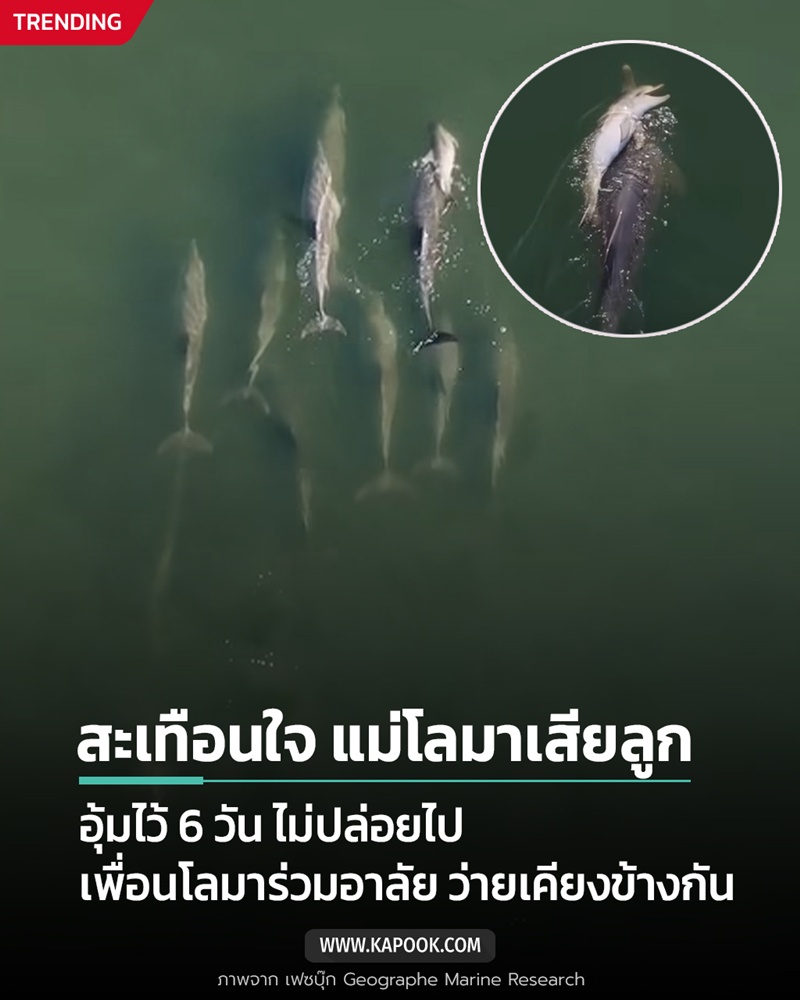ลูกโลมาตาย