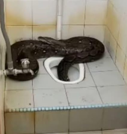 งูเหลือมยักษ์โผล่ห้องน้ำโรงเรียน