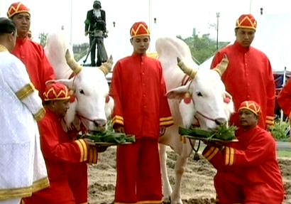 พิธีจรดพระนังคัลแรกนาขวัญปีนี้ พระโคกินหญ้า น้ำท่าบริบูรณ์