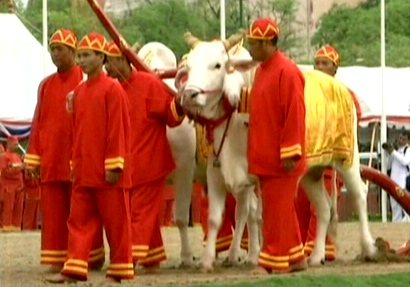 พิธีจรดพระนังคัลแรกนาขวัญปีนี้ พระโคกินหญ้า น้ำท่าบริบูรณ์