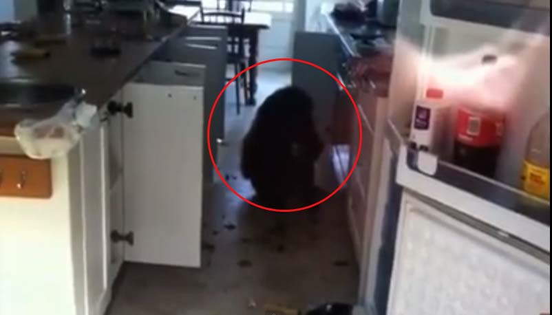 ชาวเคปทาวน์ผวา ฝูงลิงบาบูนบุกเมืองหาอาหารกิน