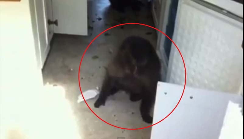 ชาวเคปทาวน์ผวา ฝูงลิงบาบูนบุกเมืองหาอาหารกิน