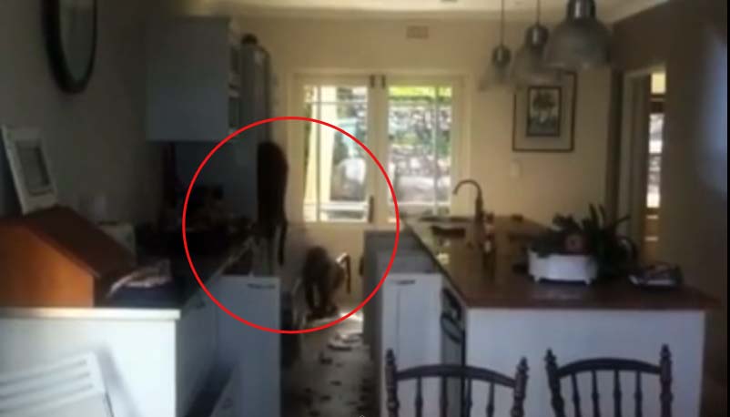 ชาวเคปทาวน์ผวา ฝูงลิงบาบูนบุกเมืองหาอาหารกิน