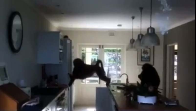 ชาวเคปทาวน์ผวา ฝูงลิงบาบูนบุกเมืองหาอาหารกิน