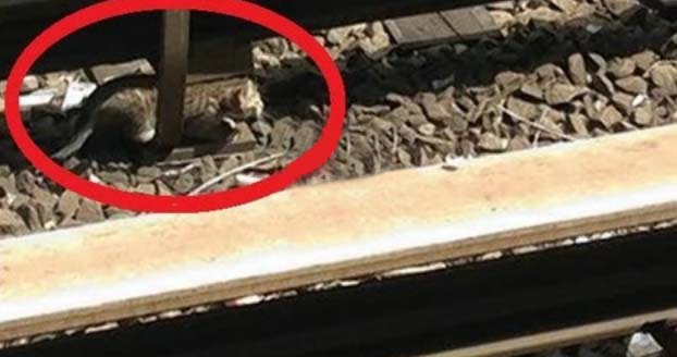 รถไฟใต้ดินมะกันตัดไฟ-หยุดเดินรถ 2 ชม. ช่วยแมวน้อย