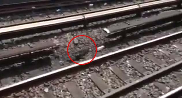 รถไฟใต้ดินมะกันตัดไฟ-หยุดเดินรถ 2 ชม. ช่วยแมวน้อย