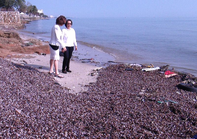 หอยกะพง