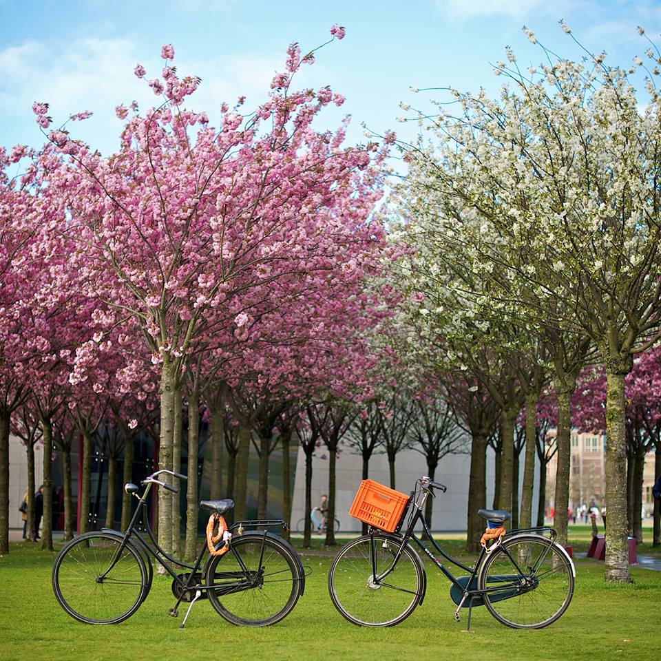 ปั่นจักรยานรอบประเทศเนเธอร์แลนด์ 