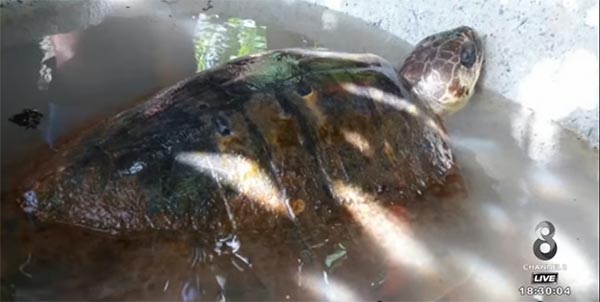 เต่าหญ้า