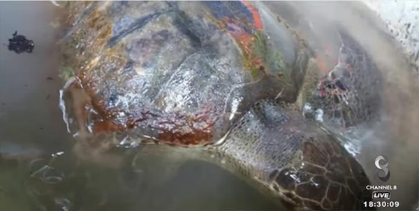 เต่าหญ้า