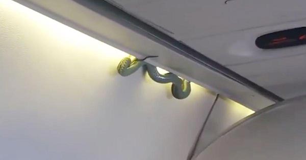 เจองูบนเครื่องบิน