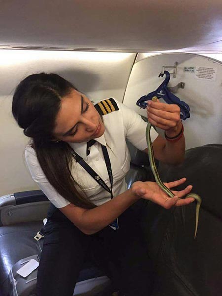 เจองูบนเครื่องบิน