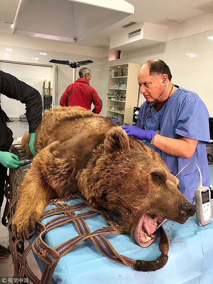 ช่วยเหลือสัตว์