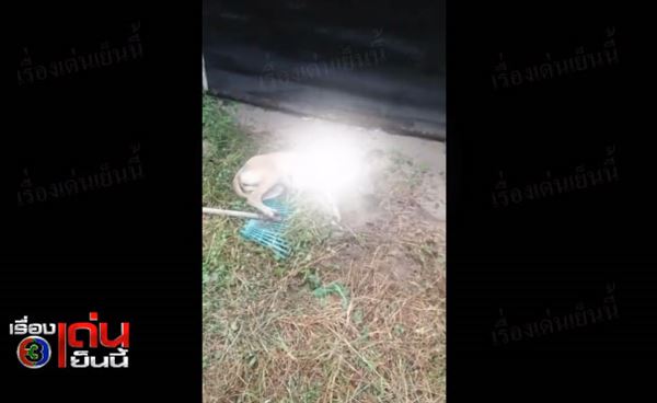 คลิปสุนัขถูกวางยาเบื่อตาย