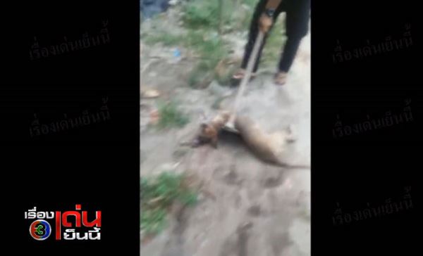 คลิปสุนัขถูกวางยาเบื่อตาย