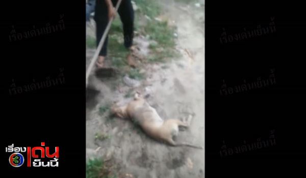 คลิปสุนัขถูกวางยาเบื่อตาย