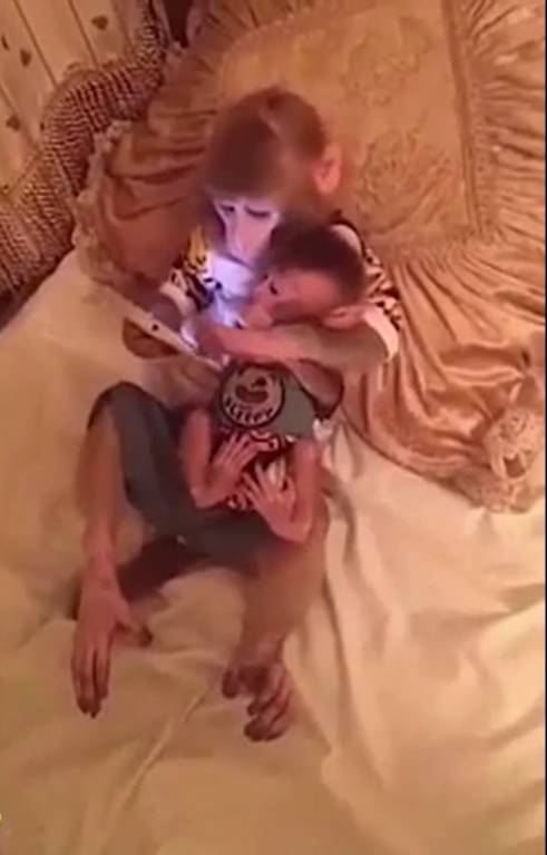 ลิงเล่นสมาร์ทโฟน