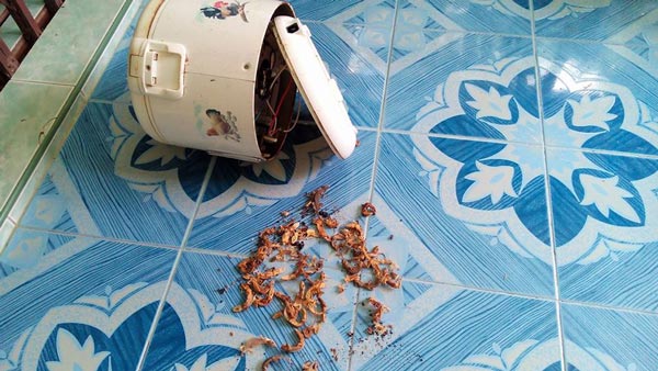 ซากจิ้งจก