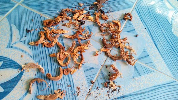 ซากจิ้งจก