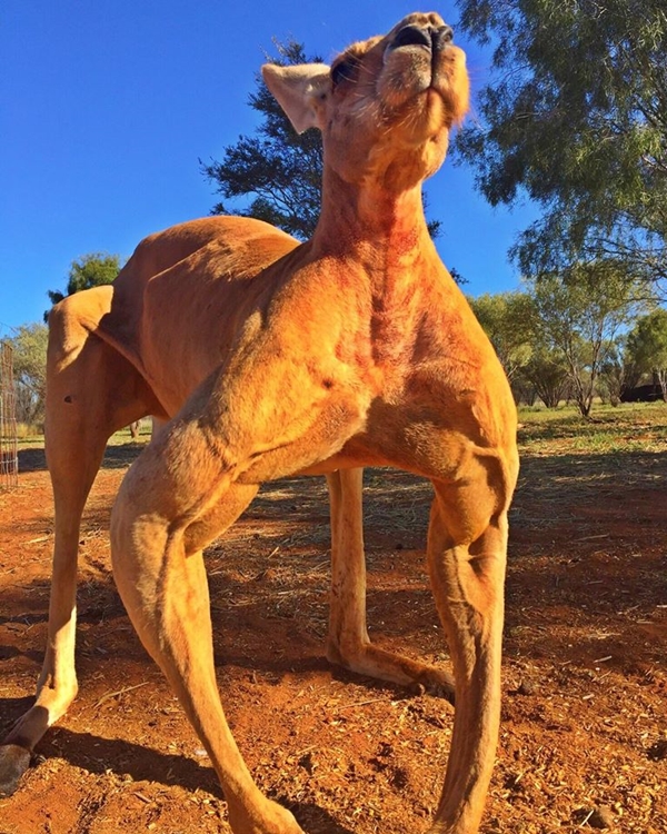 จิงโจ้กล้ามใหญ่