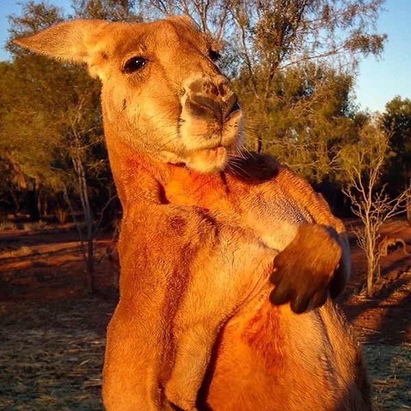 จิงโจ้กล้ามใหญ่