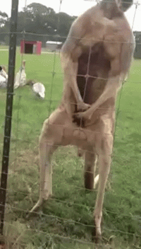 จิงโจ้กล้ามใหญ่