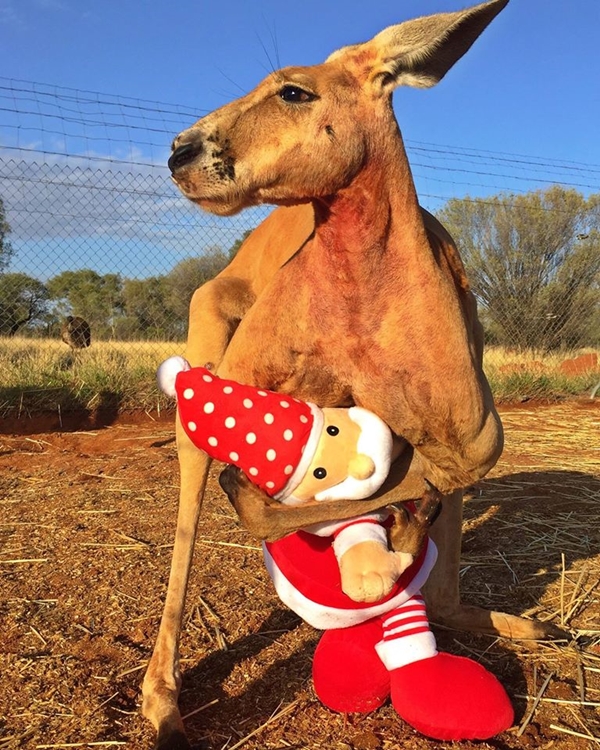 จิงโจ้กล้ามใหญ่