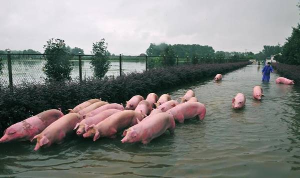 หมูที่จีน