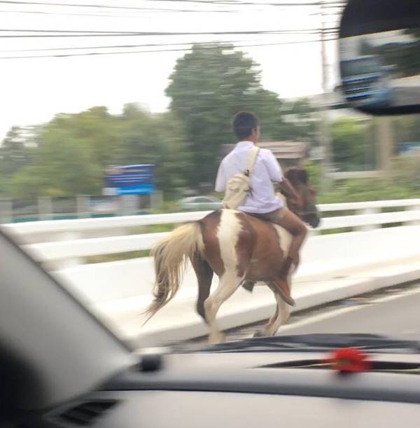 ขี่ม้าไปโรงเรียน