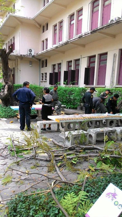 ต้นจามจุรีล้มทับนักศึกษา