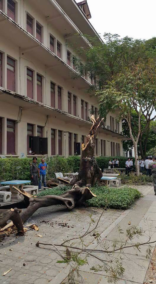 ต้นจามจุรีล้มทับนักศึกษา