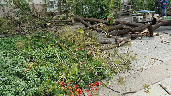 ต้นจามจุรีล้มทับนักศึกษา