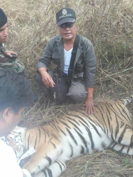 เสือโคร่งหลุด