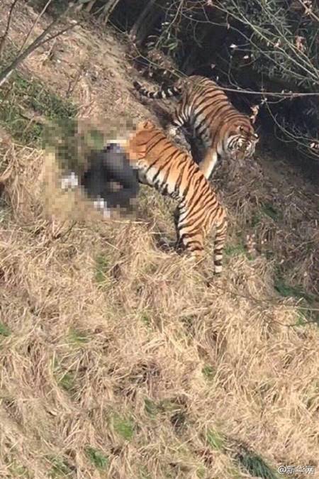 เสือทำร้ายคน