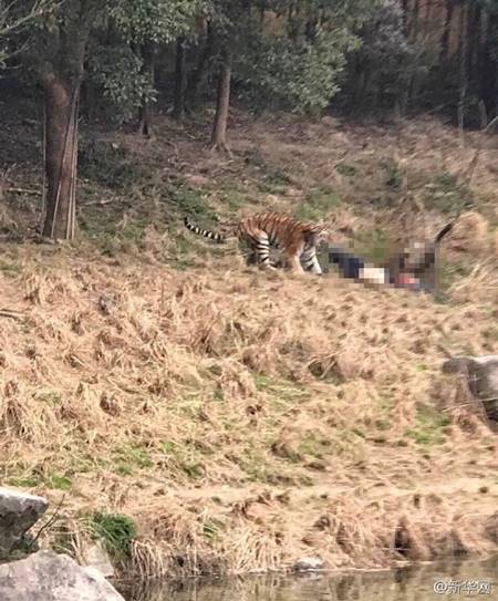 เสือทำร้ายคน